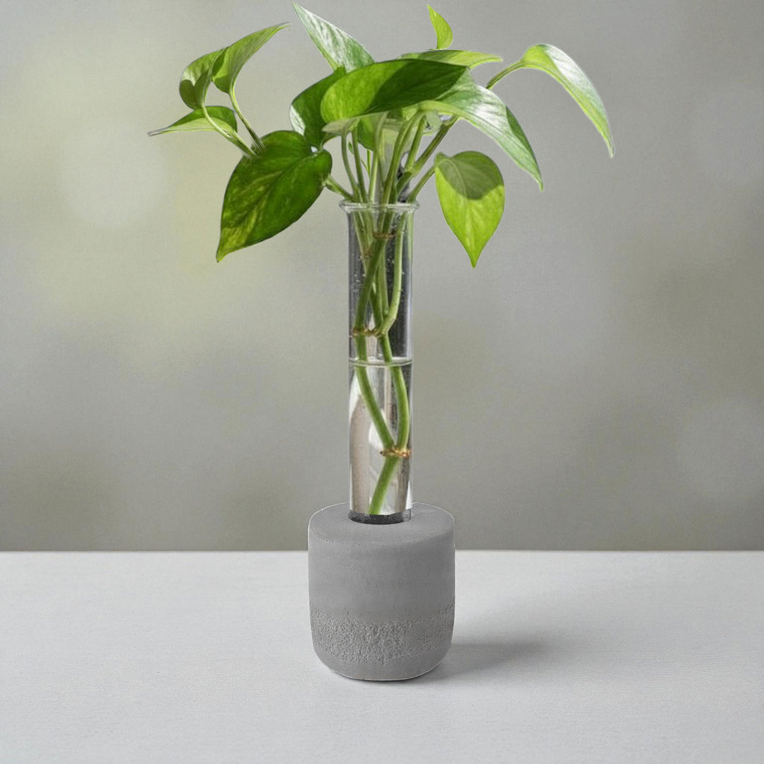 Gray round concrete test tube propagation vase with green leaves