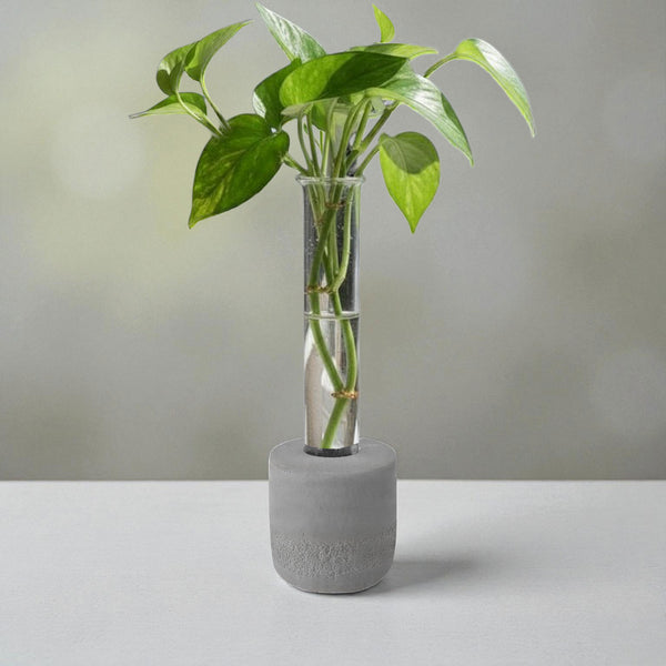 Gray round concrete test tube propagation vase with green leaves