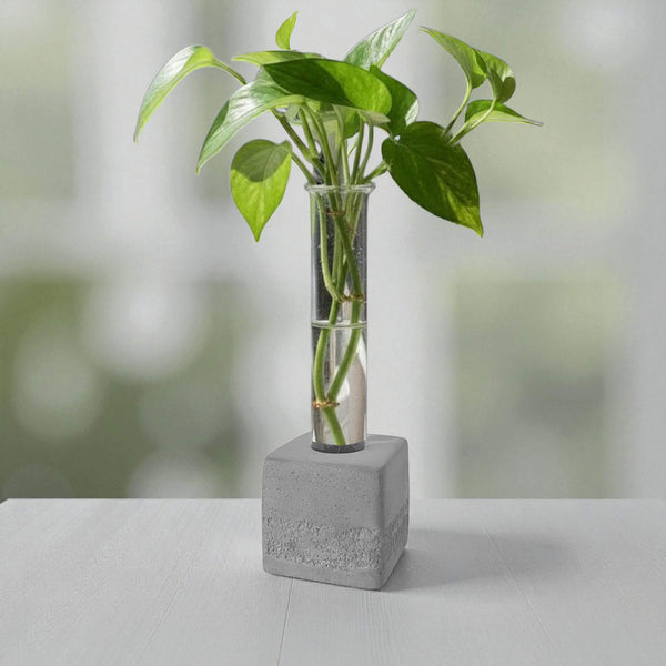 Gray square concrete test tube propagation vase with green leaves